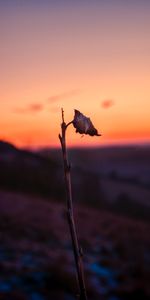 Macro,Hoja,Rama,Puesta Del Sol,Sábana