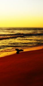 Sunset,Nature,Bird,Sea,Waves,Beach