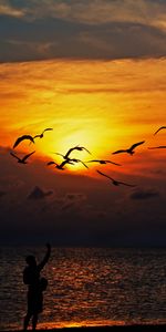 Silhouettes,Nature,Oiseaux,Coucher De Soleil,Mer