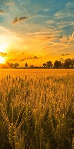 Sun,Oreilles,Céréales,Chaussures À Pointes,Seigle,Domaine,Soir,Champ,Nature,Lumière,Briller,Coucher De Soleil