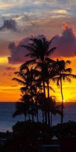 Naturaleza,Puesta Del Sol,Noche,Nubes,Océano,Palms,Oceano,Zona Tropical,Trópico