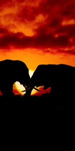 Sunset,Pair,Dark,Elephants,Couple,Silhouettes