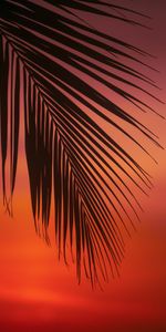 Sunset,Palm,Branch,Dusk,Leaves,Twilight,Dark