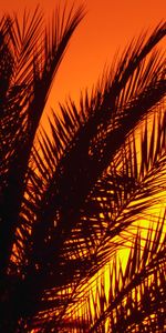 Sunset,Palm,Branches,Dusk,Twilight,Dark