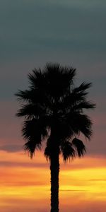 Sunset,Palm,Nature,Sky,Tropics,Palms