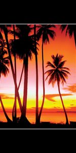 Sunset,Palms,Grand Theft Auto (Gta),Games