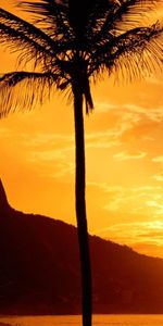 Coucher De Soleil,Palms,Paysage