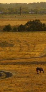 Soir,Nature,Route,Pays,Les Chevaux,Coucher De Soleil,Campagne,Chevaux