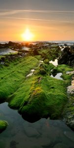 Sunset,Rocks,Moss,Nature