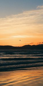 Naturaleza,Costa,Gaviota,Puesta Del Sol,Mar