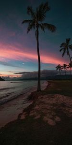 Sunset,Sea,Coast,Palm,Nature