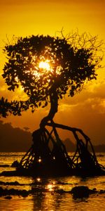 Sunset,Shore,Bank,Tree,Roots,Bali,Nature,Wood