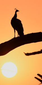 Sunset,Silhouette,Bird,Branch,Dark,Peacock