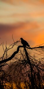 Sunset,Silhouette,Bird,Wood,Tree,Branches,Dark