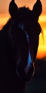 Sunset,Silhouette,Ears,Dark,Mane,Horse