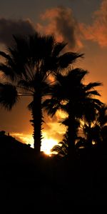 Branches,Paume,Sombre,Silhouette,Coucher De Soleil