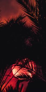 Sunset,Silhouette,Palm,Leaves,Dark