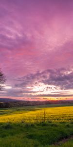 Sunset,Sky,Birch,Nature,Field