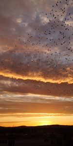 Sunset,Sky,Clouds,Nature,Birds,Evening