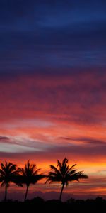 Naturaleza,Puesta Del Sol,Cielo,Nubes,Siluetas,Palms,Zona Tropical,Trópico