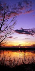 Sunset,Sky,Clouds,Wood,Outlines,Weightless,Nature,Tree