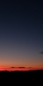 Puesta Del Sol,Cielo,Noche,Horizonte,Oscuro,Madera,Árbol