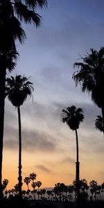 Naturaleza,Cielo,Noche,Puesta Del Sol,Palms,Zona Tropical,Trópico