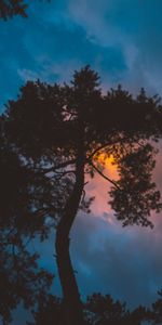 Bois,Arbre,Coucher De Soleil,Sky,Nuit,Sombre