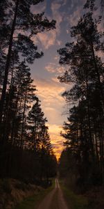 Forêt,Arbres,Sky,Nature,Route,Coucher De Soleil