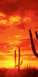 Sun,Paysage,Cactus,Coucher De Soleil,Sky