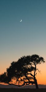 Bois,Arbre,Nature,Sky,Lune,Coucher De Soleil