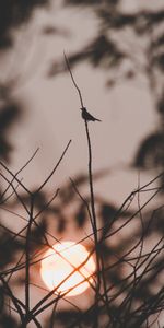 Sunset,Sun,Bird,Branches,Nature,Dark