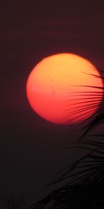 Sunset,Sun,Dark,Palm,Leaves