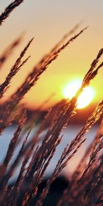 Sunset,Sun,Evening,Ears,Spikes,Nature