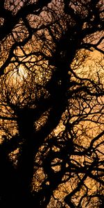 Sun,Branches,Silhouette,Coucher De Soleil,Sombre