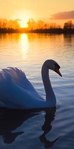 Sunset,Swans,Lakes,Animals,Landscape