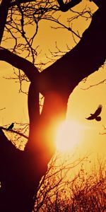 Nature,Bois,Arbre,Branches,Vol,Coucher De Soleil,Silhouette,Oiseau