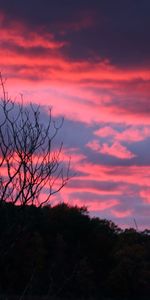 Naturaleza,Puesta Del Sol,Noche,Madera,Árbol