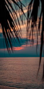 Sunset,Twilight,Branches,Dusk,Nature,Sea,Palms