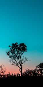 Sunset,Twilight,Bush,Wood,Tree,Dusk,Outlines,Evening,Nature