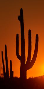 Sunset,Twilight,Dark,Dusk,Nature,Cactuses