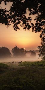 Sunset,Twilight,Deers,Fog,Dusk,Nature