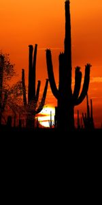 Sunset,Twilight,Dusk,Outlines,Sun,Cactuses,Dark