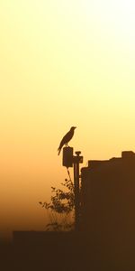 Sunset,Twilight,Dusk,Shadows,Outline,Bird,Raven,Minimalism