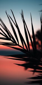 Sunset,Twilight,Silhouette,Palm,Dusk,Branch,Dark