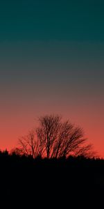 Bois,Silhouette,Arbre,Crépuscule,Coucher De Soleil,Sombre