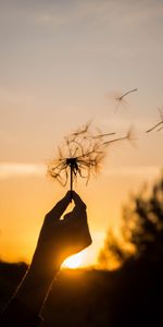 Sunset,Twilight,Summer,Miscellanea,Miscellaneous,Dusk,Dandelion,Hand