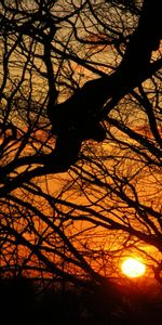 Sunset,Wood,Tree,Branches,Sun,Dark