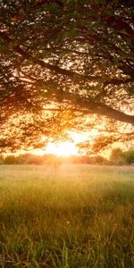 Sunset,Wood,Tree,Crown,Krone,Branches,Branch,Field,Evening,Human,Person,Scattered,Reverie,Spreading,Nature,Dreams