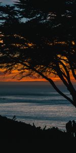 Sunset,Wood,Tree,Sea,Dark,Silhouettes